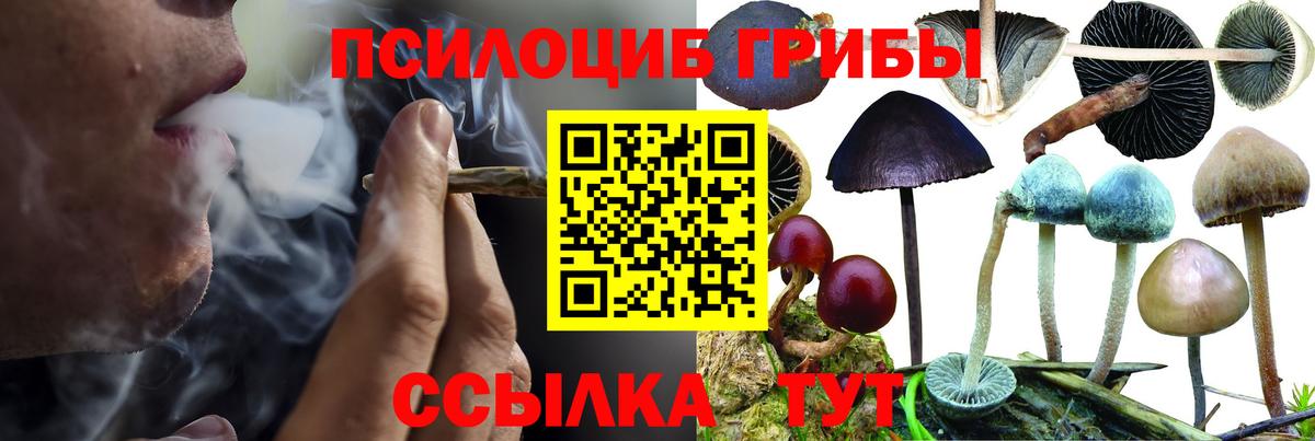 Псилоцибиновые грибы Cubensis  Вход с VPN  купить наркотики цена  Кузнецк 